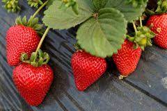 Diese anleitung macht einsteiger vertraut. Erdbeeren Als Mischkultur Gute Und Schlechte Nachbarn
