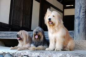 Sapsali Korean Dog Breed Information And Pictures Petguide Dog Breeds What Kind Of Dog Dog Breeds List