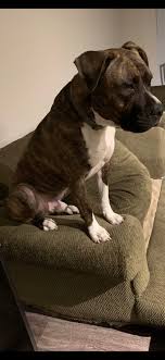 24,768 jobs available in stratford, ct on indeed.com. Dog Adoption In Danbury Ct 06810 Presa Canario Pitbull German Shepherd Dog Zeus