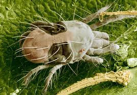 Image result for Tetranychidae grapevine