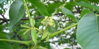 Image result for antraknóza ořešáku