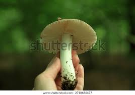 Image result for Russula sp