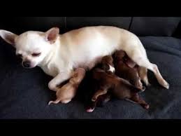 Chihuahua puppies & dogs in uk. Five Newborn Chihuahua Pups Youtube