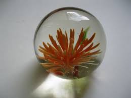 See more ideas about paperweights, glass paperweights, glass art. Vintage Sea Anemone Paperweight Glass Paperweights Christmas Bulbs Paperweights