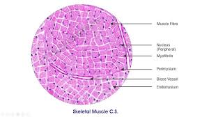 • smooth muscles respond to stretch only briefly, and then adapts to its new length. Muscular Tissue Histology Skeletal Muscle Cardiac Muscle Smooth Muscle Youtube