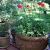 Ranunculus makes any bouquet of freshly cut flowers a dazzling success, with its intricate. 1