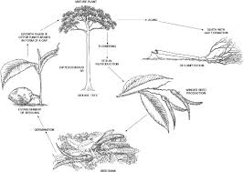 Image result for Dipterocarpaceae