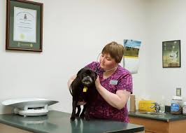 I am a nurse myself, and can see everyone loves their jobs and it shows! Veterinary Teams Help Pets Lead Happy And Healthy Lives Bc Spca