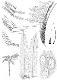 Image result for Loxogramme latifolia