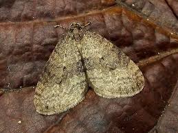 Image result for Operophtera brumata