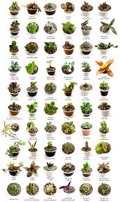 Pin En Plantas
