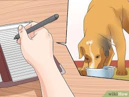 How a seizure looks in dogs can vary from dog to dog. How To Tell If Your Dog Has Epileptic Seizures 11 Steps