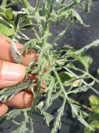 The most common issue you may find on the tomato plant is a fungal disease. Tomato Leaf Curling Purdue University Vegetable Crops Hotline