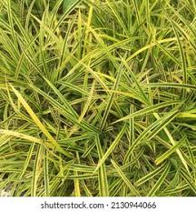 Image result for Pandaceae