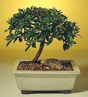 Entretien d'un bonsai eugenia ? Flowering Brush Cherry Bonsai Tree Small Eugenia Myrtifolia Bonsai Tree Cherry Bonsai Buy Bonsai Tree