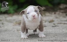 Explore 573 listings for american bully puppies for sale uk at best prices. Chiot Puppy Puppies American Bully Xl Xxl Bully Pitbull France Belgique Elevage Lion Pride Bully Europe Bluenose Blue Nos Bully Pitbull American Bully Bully Xl