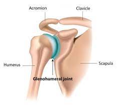 These four bones make up the shoulder the shoulder girdle has only one bony connection to the trunk at the front of the chest— the sterno clavicular joint where the collar bones meets the sternum. Anatomy Of Shoulder Joint And Shoulder Girdle Download Scientific Diagram