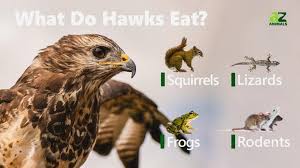 Hawk | Types, Diet, & Facts | Britannica