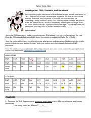 In both humans and cows, this sequence is part instructions controlling a bodily function. Investigation Dna Proteins And Mutations 2 Kam Name Investigation Dna Proteins And Mutations Below Are Two Partial Sequences Of Dna Course Hero