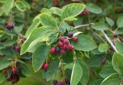 Image result for indiánská borůvka obrázek