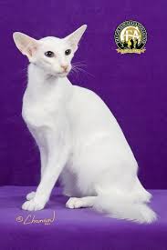 You furry friend is unique from day one, as our breeders carefully pick perfectly matching cats for mating. Oriental The Cat Fanciers Association Inc