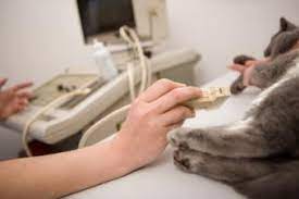 The outlook after receiving a stomach cancer diagnosis is generally poor. Stomach Cancer In Cats Lovetoknow