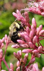 John L. Clark Native Plant Garden