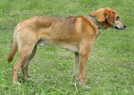 Serbian Yellow Hound Dog Breeds Dogs Labrador Retriever