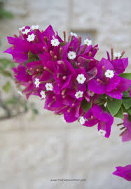 We did not find results for: Four Easy Care Flowering Plants For Your Sub Tropical Or Zone 5 6 7 Container Garden Creative Jewish Mom