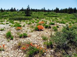 In winter rye (secale cereale). Antifreeze Saves Plant Cliffbienko S Blog