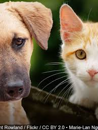 Adoption events at petco are canceled due to covid 19. San Antonio Pets Alive Hosts Clear The Shelter Event Woai