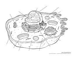 A cell is the fundamental structural and functional unit of all life forms. Animal Cell Diagram Quizlet