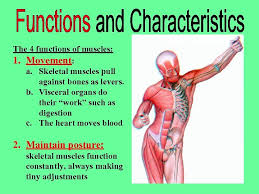 Structure near which a muscle is found. The 4 Functions Of Muscles 1 Name All