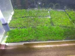 モスマット 作り方