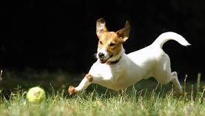 jack russell the best smart dog jack russell terrier jack russell smart dog