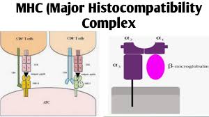 Image result for Major Histocompatibility Complex