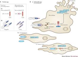 Evasion And Interference Intracellular Pathogens Modulate Caspase Dependent Inflammatory Responses Nature Reviews Microbiology