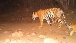 Father Tigress Avni's Shooter Calls