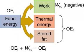 Work Energy And Power In Humans Physics Total height = 20 m. work energy and power in humans physics