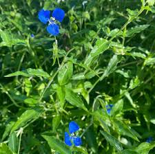 Image result for Commelina subulata