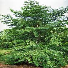 Image result for Cananga