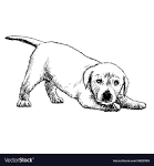 Silver Labrador Puppies For Sale • Adopt Your Puppy Today ...