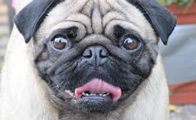Image result for brachycephaly animals