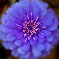 Pin On Flower Beauty