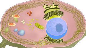 Animal cell worksheet cells alive. Cells Alive Worksheet