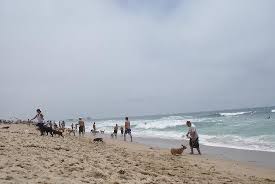 Pshdb seeks partnerships with individuals, sustainable businesses. Huntington City Beach Dog Beach Swim Guide