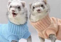 Ferret care may be very different from other pets you have had. Take Care Of Your Ferret Visihow