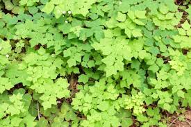 Image result for Blyxa hexandra