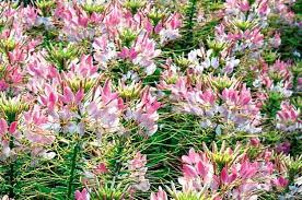 Top 10 Award Winning Hummingbird Flowers Sparkler Blush Cleome Hummingbird Flowers Flowers That Attract Hummingbirds Flower Seeds