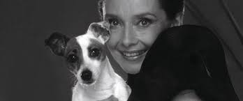 Audrey Hepburn, a Classic Jack Russell Parent (Zoomiesode)